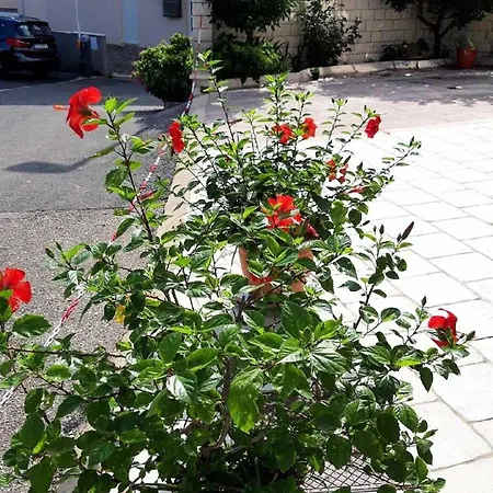 Pojko * דוברובניק