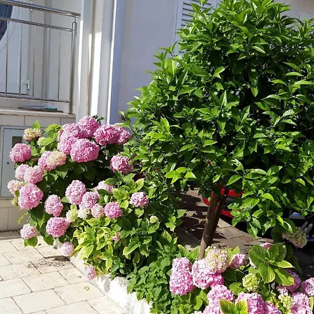 Pojko דוברובניק